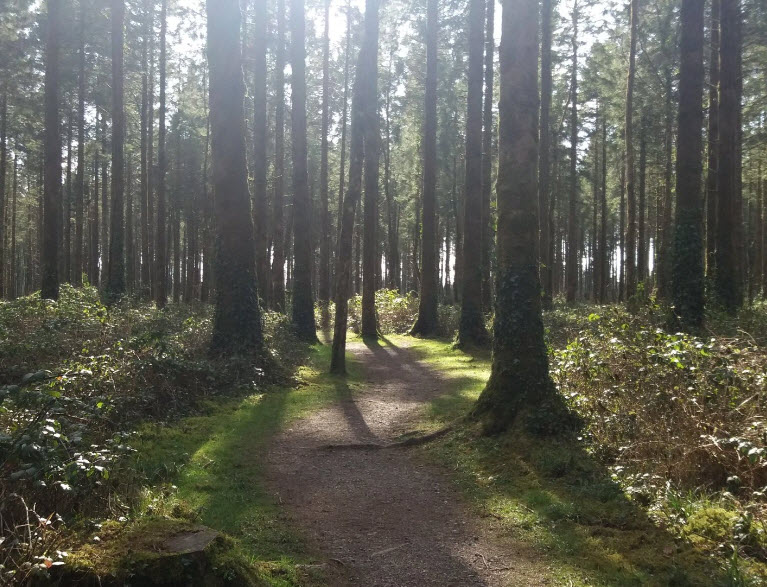 Monivea Woods, Ireland